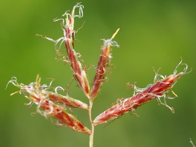 Cyperus rotundus, photographed by 葉子