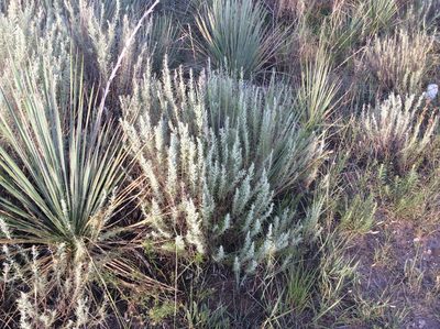 Artemisia filifolia, photographed by Roz Hunter