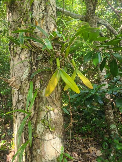 Epidendrum ciliare, photographed by Billy