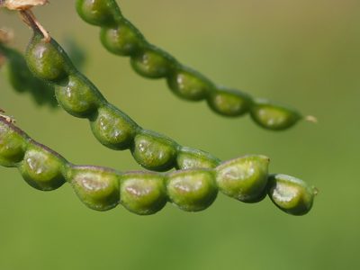 Aeschynomene americana, photographed by 葉子