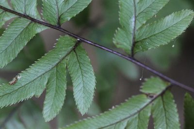 Pteris dispar, photographed by Agnes Trekker
