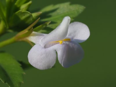 Bonnaya antipoda, photographed by 葉子