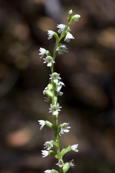 Microtis pulchella, photographed by Hugo Innes