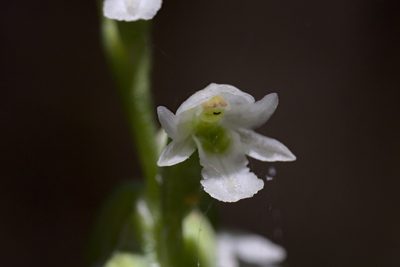 Microtis pulchella, photographed by Hugo Innes