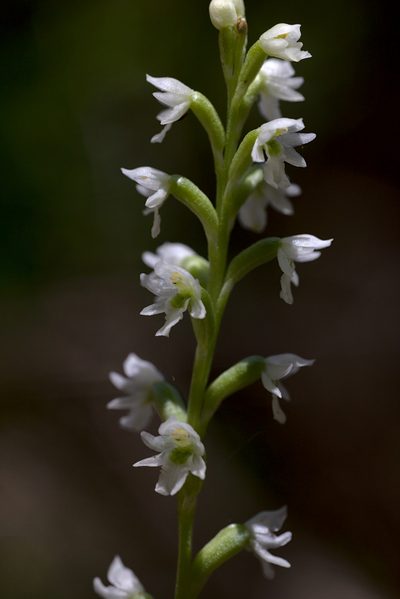 Microtis pulchella, photographed by Hugo Innes