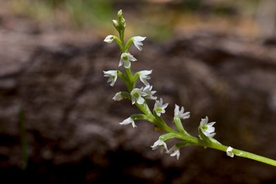 Microtis pulchella, photographed by Hugo Innes