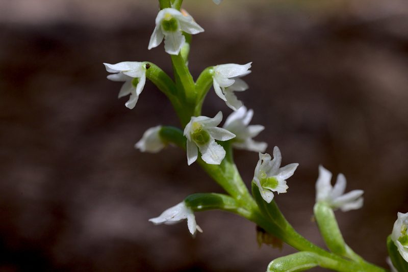 Microtis pulchella, photographed by Hugo Innes
