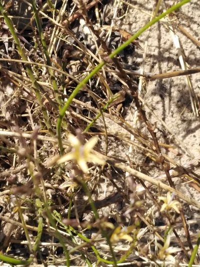 Wahlenbergia adpressa, photographed by melda