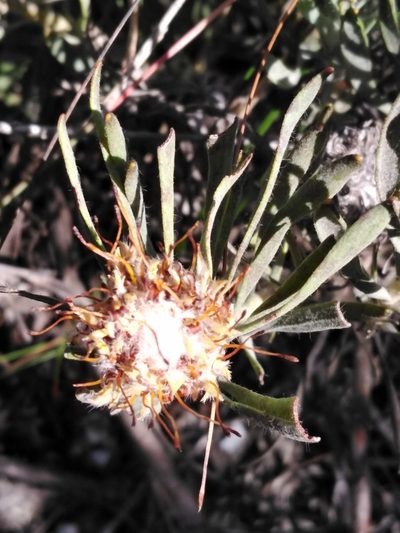 Leucospermum tomentosum, photographed by melda