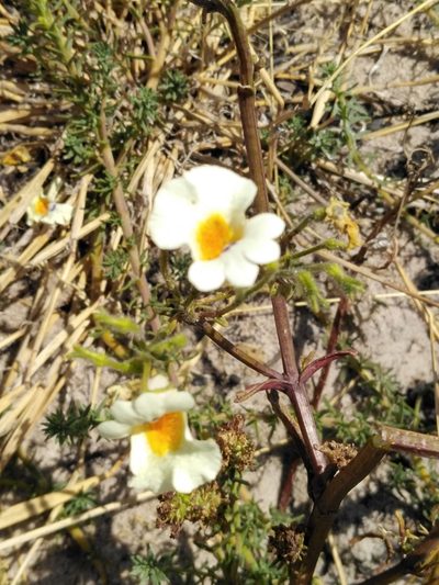 Nemesia strumosa, photographed by melda