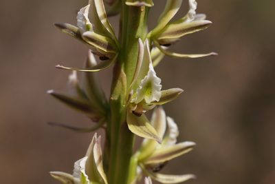 Prasophyllum brownii, photographed by Hugo Innes