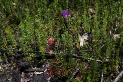 Drosera hamiltonii, photographed by Hugo Innes