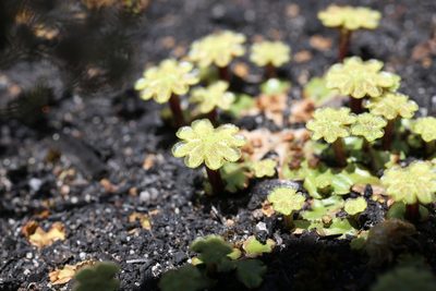 Marchantia berteroana, photographed by Hugo Innes