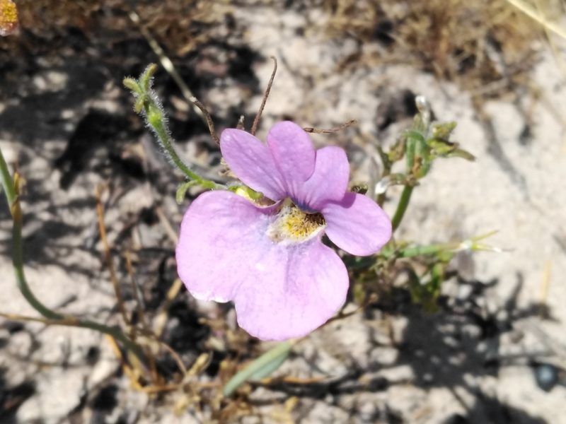 Nemesia strumosa, photographed by melda