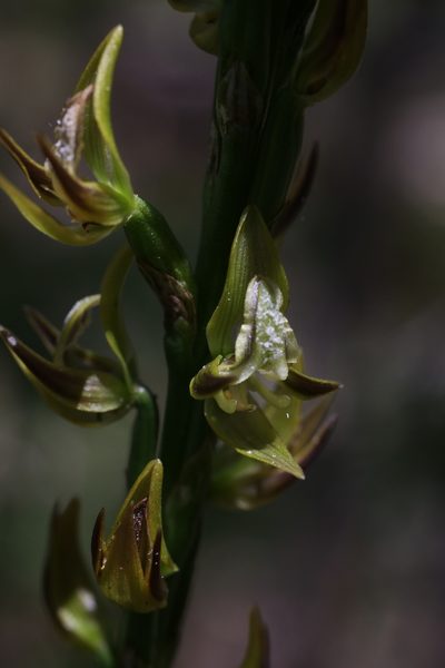 Prasophyllum regium, photographed by Hugo Innes