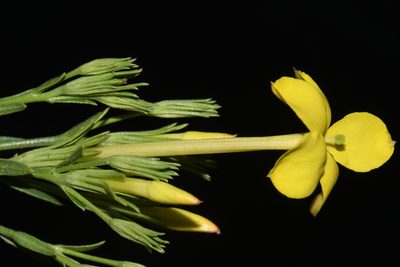 Menodora longiflora, photographed by Brian Finzel