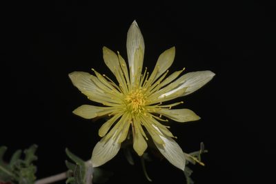 Mentzelia procera, photographed by Brian Finzel