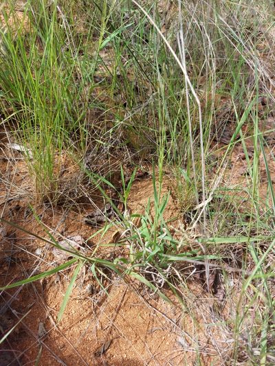Trichoneura grandiglumis, photographed by Manuel R Popp