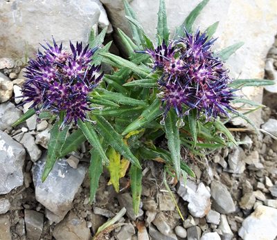 Saussurea nuda, photographed by Peter L Achuff