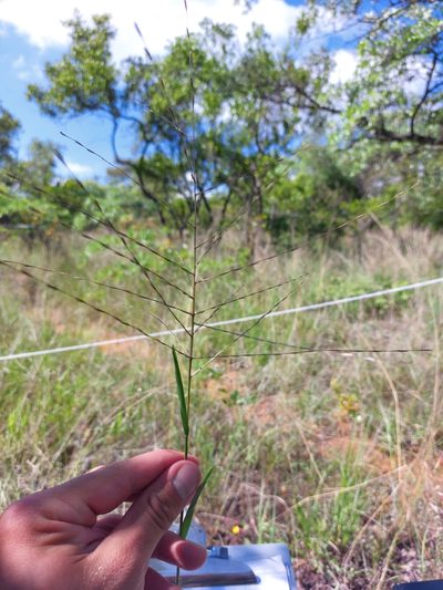 Trichoneura grandiglumis, photographed by Manuel R Popp