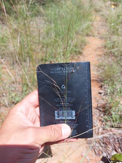 Aristida diffusa, photographed by Manuel R Popp