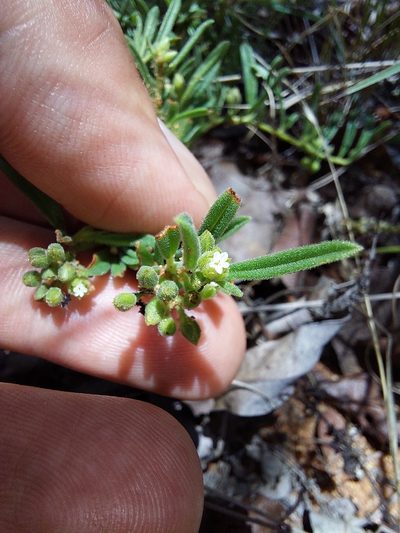 Limeum viscosum, photographed by Manuel R Popp
