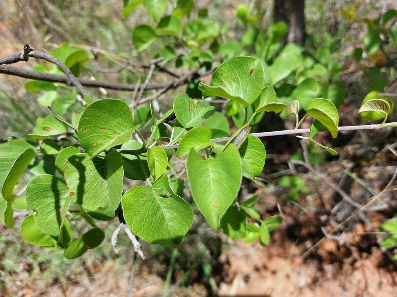 Ipomoea holubii, photographed by Manuel R Popp