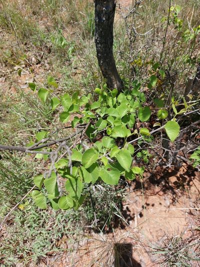 Ipomoea holubii, photographed by Manuel R Popp