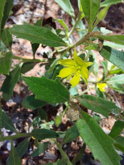 Afroqueta capensis, photographed by Manuel R Popp