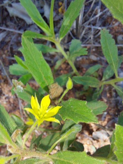 Afroqueta capensis, photographed by Manuel R Popp