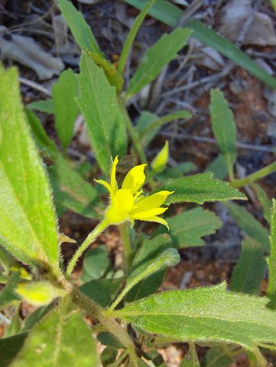 Afroqueta capensis, photographed by Manuel R Popp
