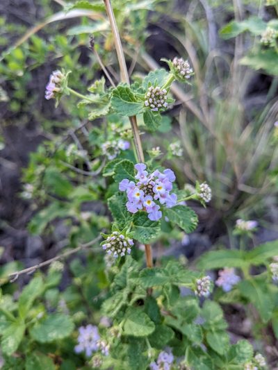 Lippia junelliana, photographed by mgentile