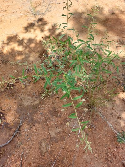 Hermannia boraginiflora, photographed by Manuel R Popp