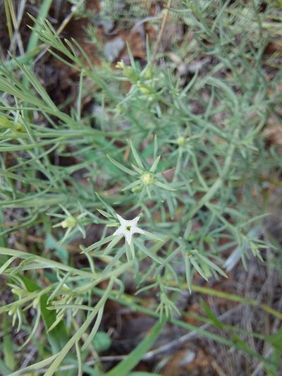 Thesium celatum, photographed by Manuel R Popp