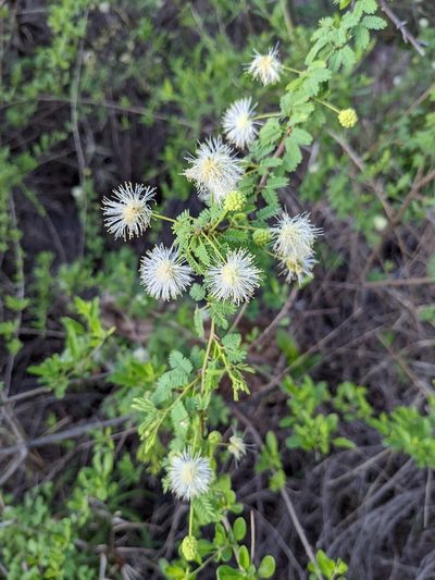 Mimosa farinosa, photographed by mgentile