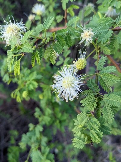 Mimosa farinosa, photographed by mgentile
