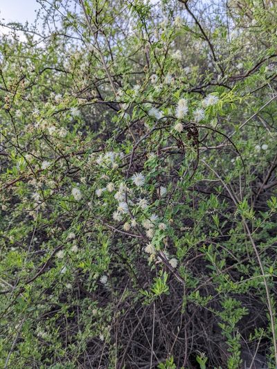 Mimosa farinosa, photographed by mgentile