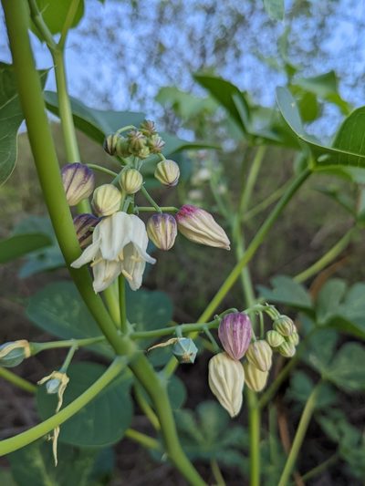 Manihot anisophylla, photographed by mgentile