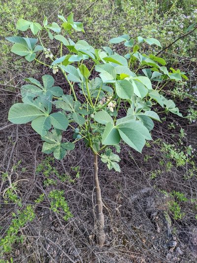 Manihot anisophylla, photographed by mgentile