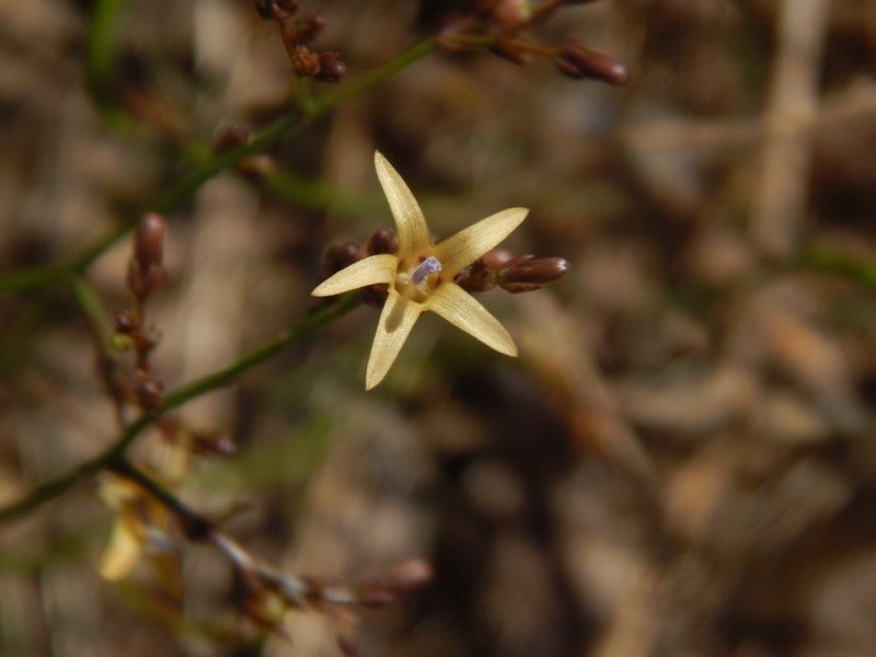 Wahlenbergia adpressa, photographed by melda