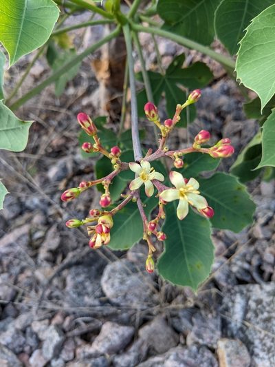 Jatropha hieronymi, photographed by mgentile