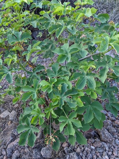 Jatropha hieronymi, photographed by mgentile