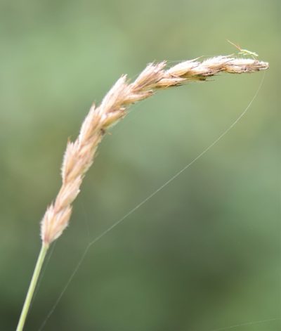 Leymus innovatus, photographed by Eric Lamb