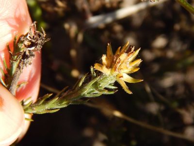 Thesium pubescens, photographed by melda
