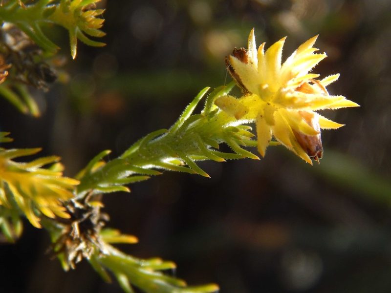 Thesium pubescens, photographed by melda