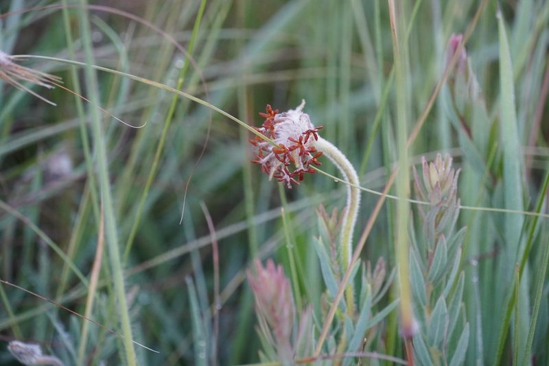 Lasiosiphon kraussianus, photographed by Matthew Fainman