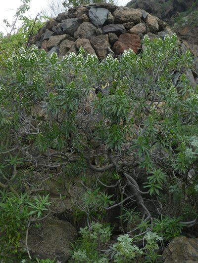 Echium giganteum, photographed by gwynmwilliams