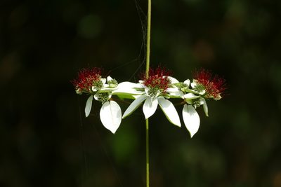 Combretum racemosum, photographed by Jean-Paul Boerekamps