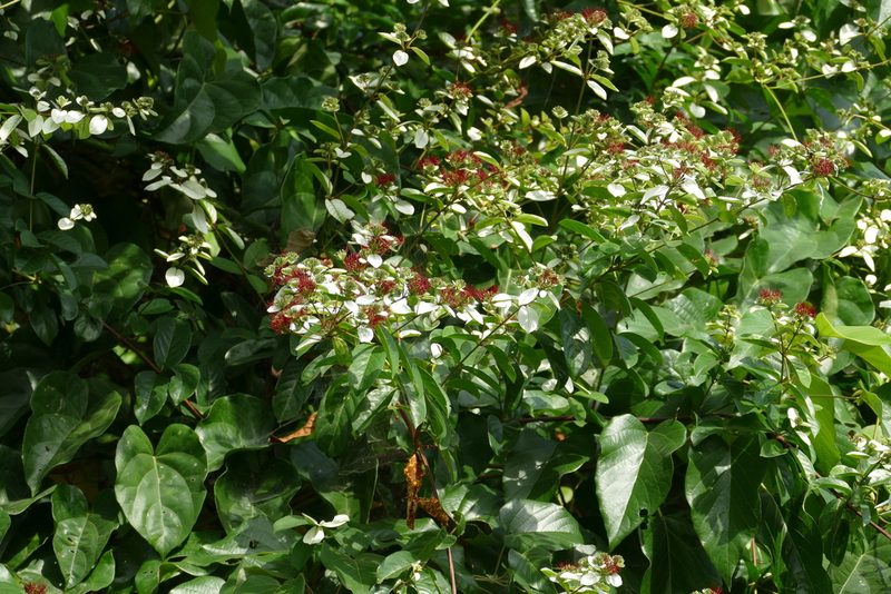 Combretum racemosum, photographed by Jean-Paul Boerekamps