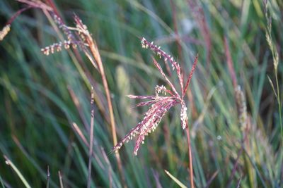 Andropogon appendiculatus, photographed by Matthew Fainman